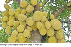 দিনাজপুরে এবার কাঁঠালের ব্যাপক ফলন  