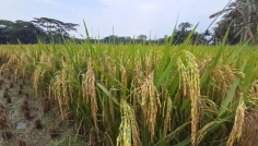 চাঁদপুরের ২ সেচ প্রকল্পে বোরো ধানের বাম্পার ফলন