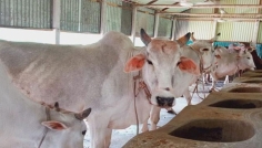 আসন্ন ঈদ উপলক্ষ্যে সিরাজগঞ্জে ৬ লক্ষাধিক কোরবানির পশু প্রস্তুত