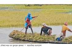 বন্যায় নেত্রকোনার বোরো ধানের ক্ষতি ৩৭২ কোটি টাকা  