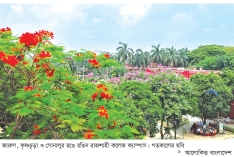 জারুল, কৃষ্ণচূড়া ও সোনালুর রঙে রঙিন রাজশাহী কলেজ ক্যাম্পাস  