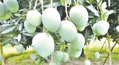 ১৫ মে থেকে বাজারে আসছে নাটোরের আম  