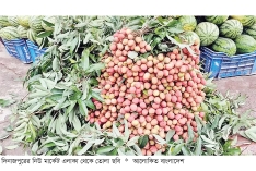 সময়ের আগেই দিনাজপুরের বাজারে লিচু, দাম চড়া  