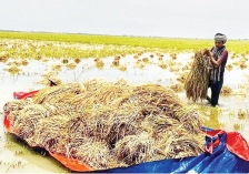 স্বপ্নের ফসল ঘরে তুলতে পারছেন না কৃষকরা  