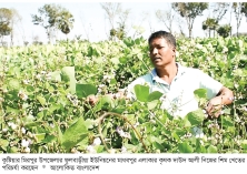 কুষ্টিয়ার মিরপুরে বারোমাসি শিম চাষে সফল কৃষক  