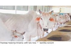 সিরাজগঞ্জে কোরবানির পশু ৬ লক্ষাধিক  