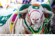 কোরবানির পশু ও শরিকের বিধান  