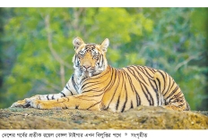 হারিয়ে ফেলা প্রাণ  