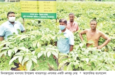 ওলকচুর বাণিজ্যিক চাষে লাভবান কৃষক  
