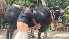 সেই কালো মানিকের দাম হাঁকা হচ্ছে ২২ লক্ষ টাকা