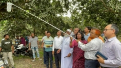 চুয়াডাঙ্গায় ম্যাঙ্গো ক্যালেন্ডার অনুযায়ী আম সংগ্রহ শুরু