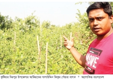 কুষ্টিয়া পেঁয়ারা চাষে লাভবান কৃষক  