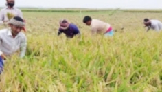 সিরাজগঞ্জে ইরি-বোরো ধান কাটা শুরু, বাম্পার ফলন