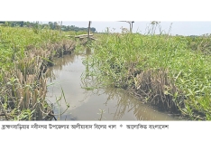 দখল-ভরাটে বিলুপ্তির পথে আলীয়াবাদ খাল  