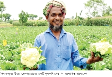 দিনাজপুরে গ্রীষ্মকালীন ফুলকপি চাষে সাফল্য  