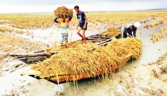 বন্যার পানিতে তলিয়ে গেছে পাকা ধান  
