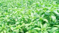 সিরাজগঞ্জে পাট চাষে বাম্পার ফলনের আশা