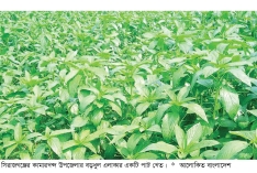 সিরাজগঞ্জে পাটের ফলন নিয়ে আশাবাদী কৃষক   