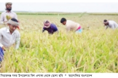 বোরো ধান কাটা-মাড়াইয়ে ব্যস্ত সিরাজগঞ্জের কৃষকরা  