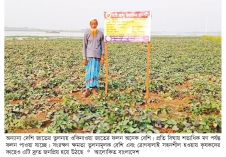 নবীনগরে চাষ হচ্ছে জাপানি মিষ্টি আলু  