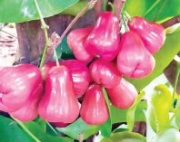 জামরুলের গুণ অনেক  