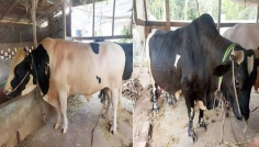 চাঁদপুরে ঈদের আকর্ষণ ‘রাজাবাবু’ ও ‘কিং’, দাম ১৩ লাখ টাকা