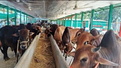 পাবনায় চাহিদার দ্বিগুণ কোরবানির পশু, দাম নিয়ে শঙ্কায় খামারিরা
