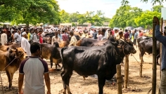 রংপুরে কোরবানির পশু ঘিরে ১০ হাজার কোটি টাকার বাজার