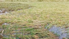 সিরাজগঞ্জে ৩ হাজার বিঘা ধান পানিতে
