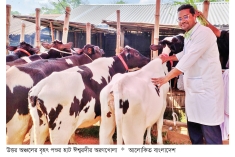 গবাদি পশু পালনে গ্রামীণ অর্থনীতি চাঙ্গা  