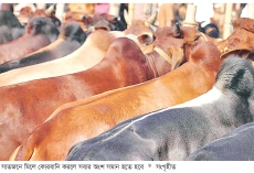 শরিকানা কোরবানির বিধান  