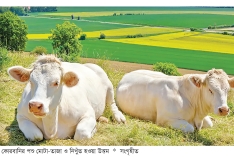 কোরবানির পশু যেমন হতে হবে  