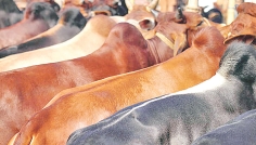 শরিকানা কোরবানির বিধান
