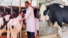 ঈশ্বরদীতে চাহিদার দ্বিগুণ কোরবানির পশু প্রস্তুত