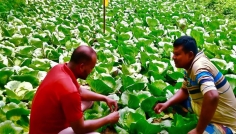 গ্রীষ্মকালীন বাঁধাকপি চাষে রতনের বাজিমাত