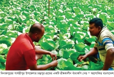 দিনাজপুরে গ্রীষ্মকালীন বাঁধাকপি চাষে সাফল্য  