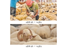 যেসব পশু কোরবানি করা যাবে  