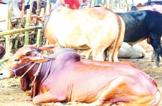 দেশে দেশে বৈচিত্র্যময় ঈদুল আজহা  