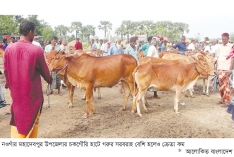 নওগাঁয় কোরবানি হাটে পশুর সরবরাহ বাড়লেও বেচাকেনা কম  