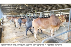 নরসিংদীতে ওজন অনুযায়ী কেজি দরে বিক্রি হচ্ছে দেশি গরু 