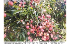 চাটমোহরে লিচুর ভালো ফলন বাজারে বিক্রি হচ্ছে চড়াদামে  