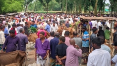 দিনাজপুরে চাহিদার তুলনায় কোরবানির পশুর সংখ্যা বেশি