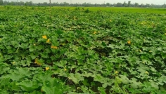 সিরাজগঞ্জে গ্রীষ্মকালীন সবজি চাষে বাম্পার ফলন
