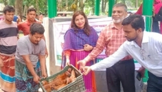 সাটুরিয়ায় খামারিদের মাঝে মুরগি বিতরণ