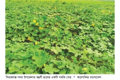 গ্রীষ্মকালীন সবজি চাষে লাভবান কৃষক  