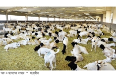 মানবসভ্যতায় কোরবানির ঐতিহ্য  