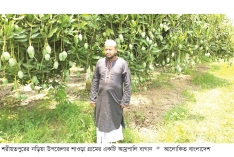 আম্রপালির বাগানে ফিরছে সচ্ছলতা  