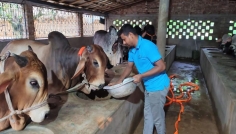 চুয়াডাঙ্গায় গরুর জন্য ‘আবাসিক হোটেল’
