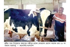 কুষ্টিয়া দৃষ্টি কাড়ছে ২৬ মণের ‘রাজাবাবু’  