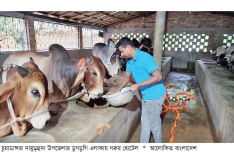 চুয়াডাঙ্গায় গরুর জন্য ‘আবাসিক হোটেল’  